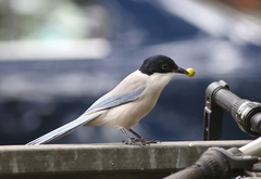 Cyanopica cyanus