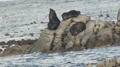 Arctocephalus pusillus pusillus