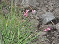 Dierama pictum