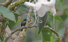 Schistes albogularis