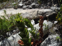 Morella kraussiana