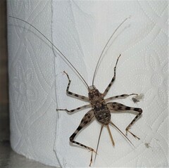 Phaeophilacris bredoides