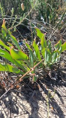 Protea acaulos