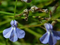 Lobelia linearis
