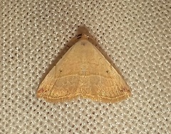 Eublemma gayneri