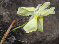 Moraea huttonii