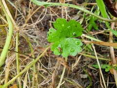 Hydrocotyle heteromeria