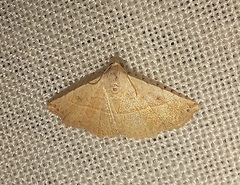 Eublemma gayneri