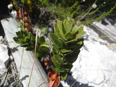 Morella kraussiana