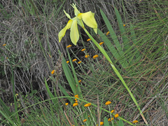 Moraea huttonii