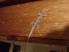 Afrogecko porphyreus