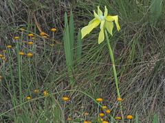 Moraea huttonii