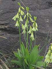 Ornithogalum regale