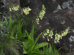 Ornithogalum regale