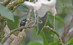 Schistes albogularis