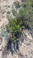 Protea acaulos