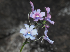 Nemesia caerulea