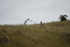 Osphranter robustus erubescens