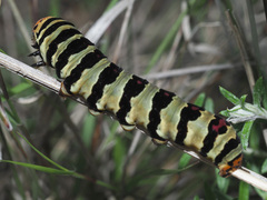 Diaphone mossambicensis