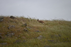 Osphranter robustus erubescens