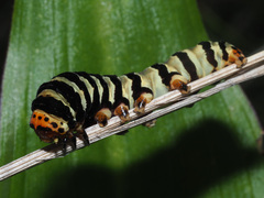 Diaphone mossambicensis