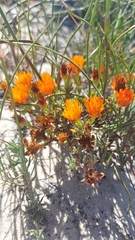 Lampranthus aureus