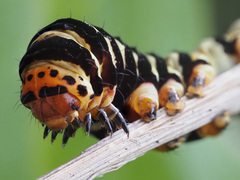 Diaphone mossambicensis