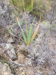 Watsonia marginata