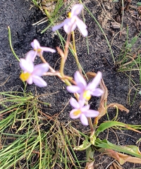 Cyanella hyacinthoides