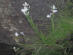 Moraea vigilans