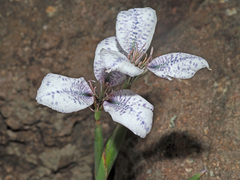 Moraea vigilans