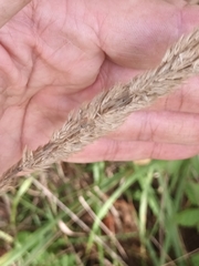 Calamagrostis epigejos
