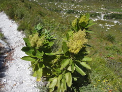 Laurophyllus capensis