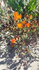 Lampranthus aureus