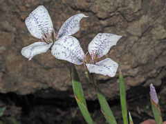 Moraea vigilans