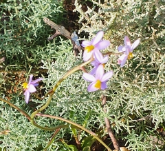 Cyanella hyacinthoides