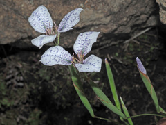 Moraea vigilans