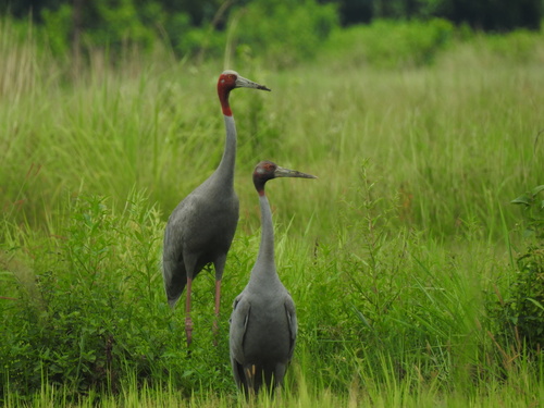 Sarus Crane