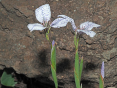 Moraea vigilans
