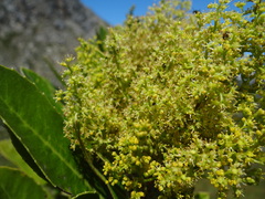 Laurophyllus capensis