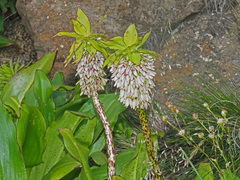 Eucomis bicolor