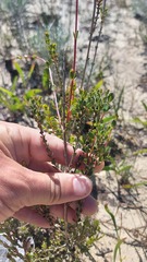 Stylapterus fruticulosus