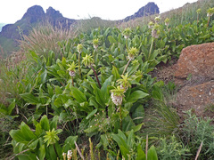 Eucomis bicolor