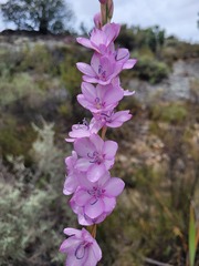 Watsonia marginata