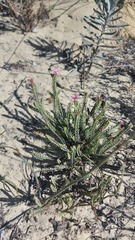 Lachnaea uniflora