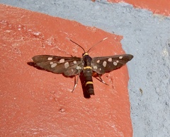 Amata cyssea