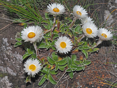 Helichrysum marginatum
