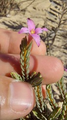 Lachnaea uniflora