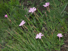 Dianthus basuticus basuticus