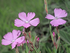 Dianthus basuticus basuticus